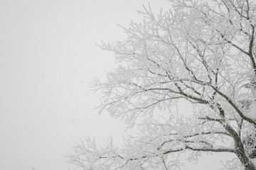 Tree covered with snow  on winter storm day in  forest mountains .