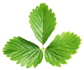 Fresh green strawberry leaf isolated on white background. Strawberry leaf with clipping path