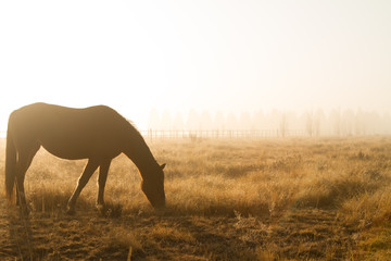 Fototapeta na wymiar horse early morning