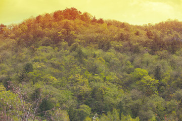 beautiful  forest on mountain