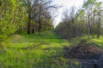 Spring in the steppe