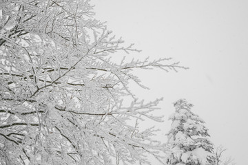 Tree covered with snow  on winter storm day in  forest mountains .