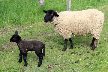 Suffolk sheep with lamb