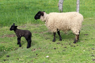 Suffolk sheep with black lamb