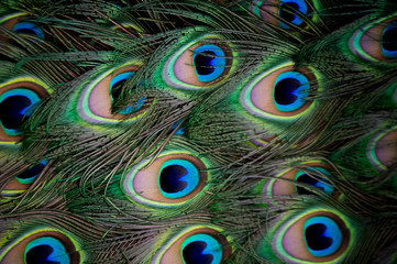 Full frame of peacock feathers