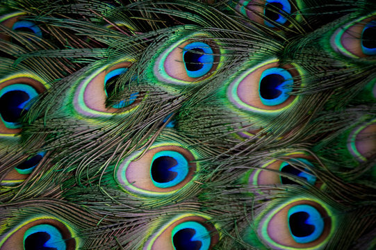 Fototapeta Full frame of peacock feathers