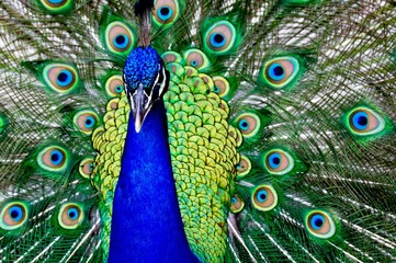 Fototapeta na wymiar Peacock portrait