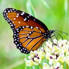 Queen butterfly on antelope horn milkweed