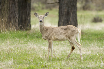 Sideview of white tail.