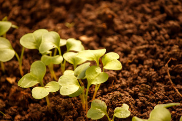 the first sprouts of radishes in the spring in the greenhouse
