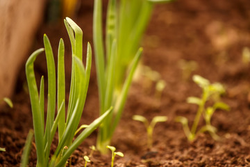 young green onions in the garden in the greenhouse