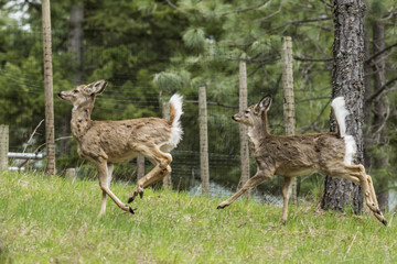 Two deer running in grass.