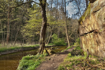 Green tree in Peklo valley with Robecsky potok creek and big rock in tourist area Machuv kraj