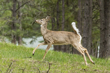 Naklejka na ściany i meble Deer runs in grass.