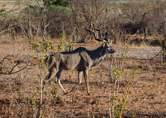 Nature in Africa
