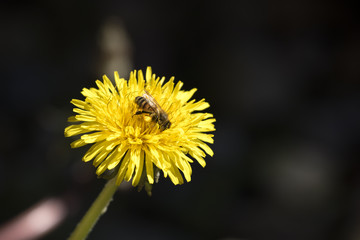 L&ouml;wenzahn mit Biene 1