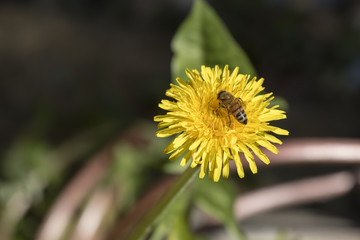 L&ouml;wenzahn mit Biene