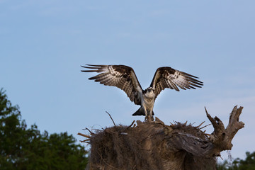 Fototapeta na wymiar Osprey Landing