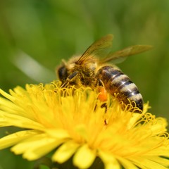 bee collects nectar on a dandelion