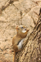 Squirrel eating in natural habitat