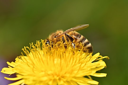 bee collects nectar on a dandelion