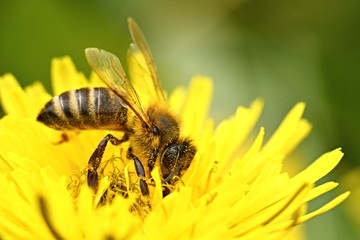 bee collects nectar on a dandelion