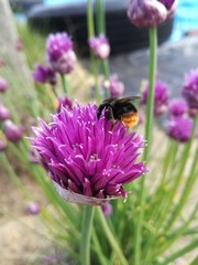 The animal standing on onion flowers 