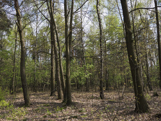 Fototapeta premium Inside the forest