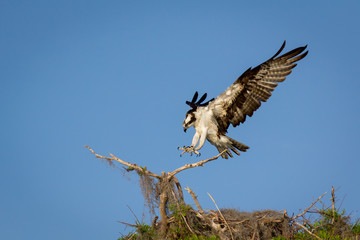 Osprey Landing
