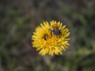 Bee on flower