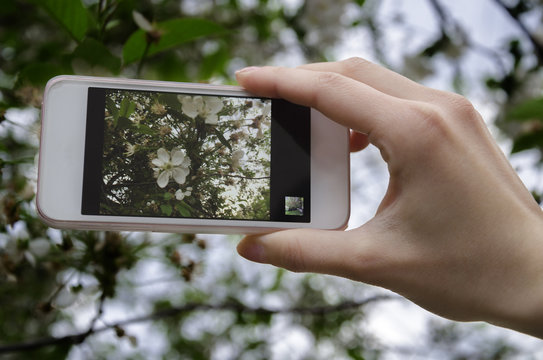 Phone with a photo of a cherry blossom