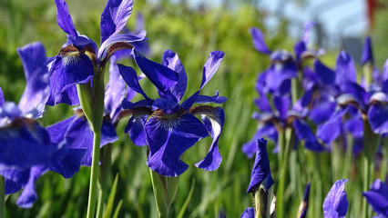 irises flowers on a slope