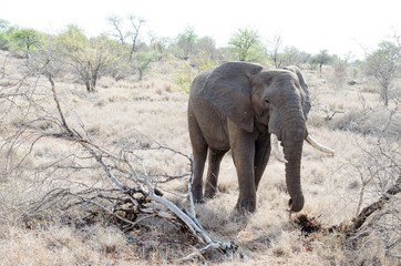 Nature in Africa