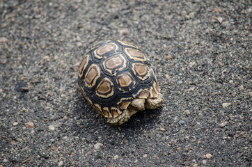 Nature in Africa