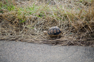 Nature in Africa