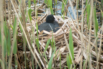 Coot (Fulica atra) on nest. Bird in the family Rallidae sitting atop nest of reeds, incubating eggs