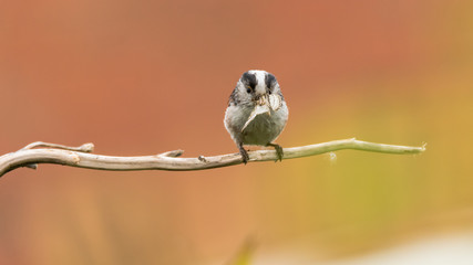 Long-tailed tit (Aegithalos caudatus) with moth head on. Adult bird in the family Aegithalidae, collecting invertebrates to feed chicks in nest