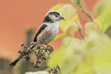 Fototapeta premium Long-tailed tit (Aegithalos caudatus) with insects in beak. Adult bird in the family Aegithalidae, collecting invertebrates to feed chicks in nest