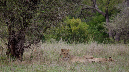 Nature in Africa