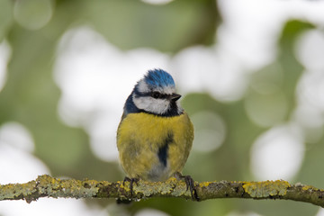 Blue tit (Cyanistes caeruleus) perched on branch head on. Colourful garden songbird in the family...