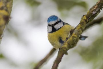 Blue tit (Cyanistes caeruleus) perched on branch looking down. Colourful garden songbird in the family Paridae, showing distinctive blue crest
