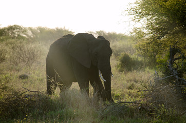 Nature in Africa