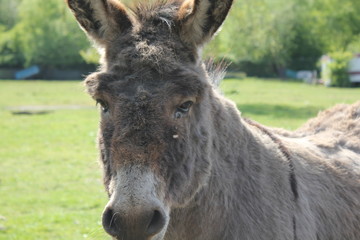 Fototapeta premium Un âne me regarde