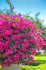 Bougainvillea plant over nature background, beautiful spring flowers