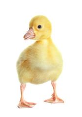 Cute funny gosling on white background
