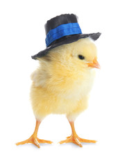 Cute funny chicken in hat on white background