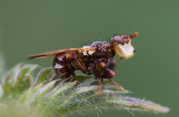 Myopa testacea conopid fly in profile. Thick-headed fly with curved abdomen and broad white frons, in the family Conopidae