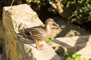Duck on the wall