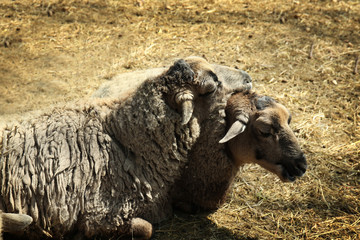 Cute funny sheep in zoological garden