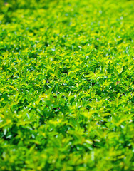 Green plants nature background, beautiful greenery